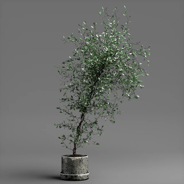 corocia plant — Скачать