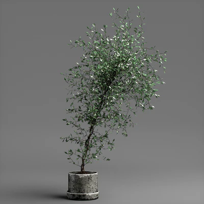 corocia plant — Вид 1