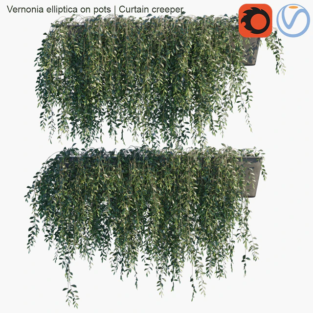 Vernonia elliptica on pots | Curtain creeper — Скачать