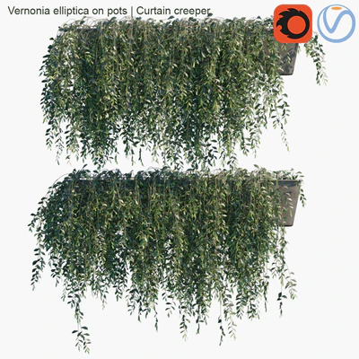 Vernonia elliptica on pots | Curtain creeper — Скачать