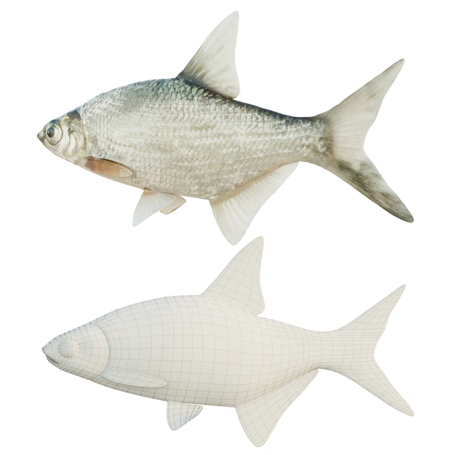 Abramis brama fish — Скачать