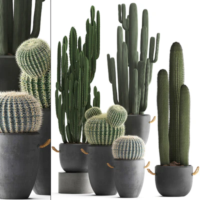 Collection of plants 411. Cactus set. Echinocactus, Cereus, Carnegia, Barrel cactus, indoor plants, concrete pot, outdoor — Ver 1