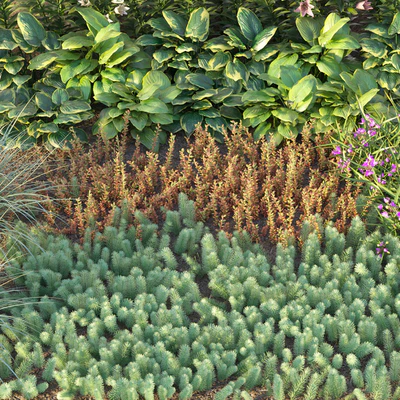 Flower garden 3 — Ver 5