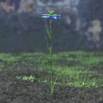 garden flowers 036 — Descargar