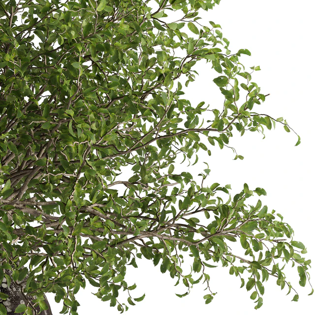 indoor potted plant set — Скачать