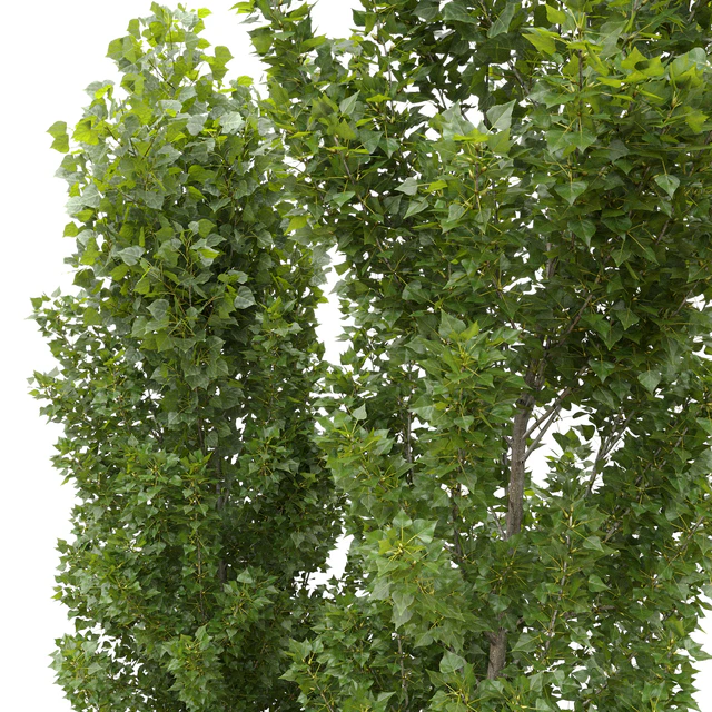 Тополь чёрный / Poplar / Populus nigra #6 — Скачать