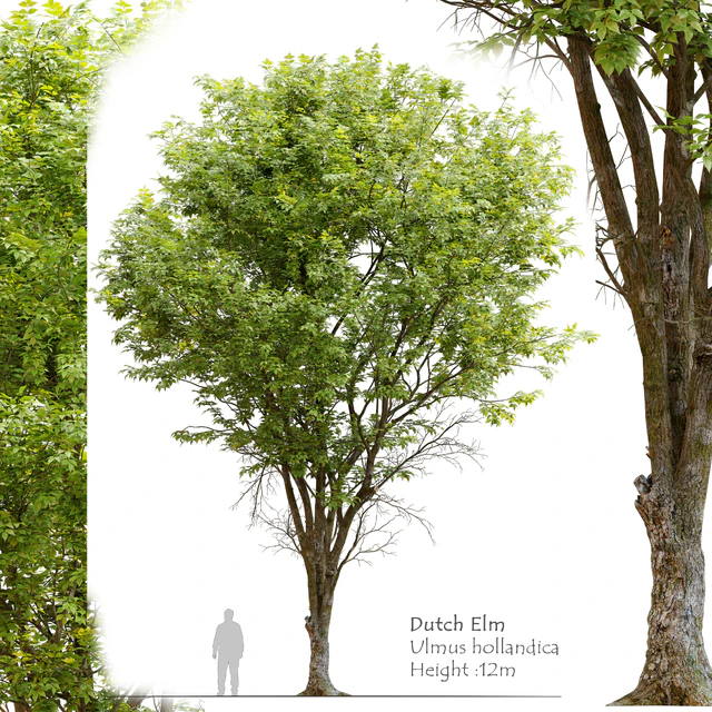 Ulmus hollandica 2 — Descargar