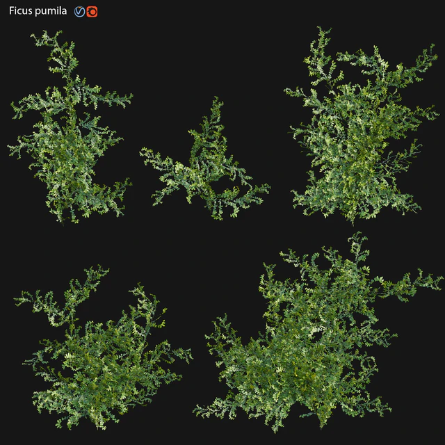 Moraceae - Ficus pumila — Скачать