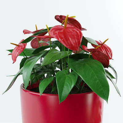 Anthurium — Ver 3