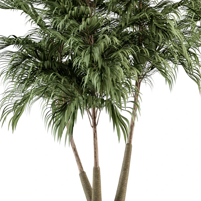 Three Type Palm Tree - Tree Set 55 — Descargar