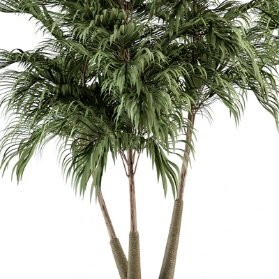 Three Type Palm Tree - Tree Set 55 — Ver 3