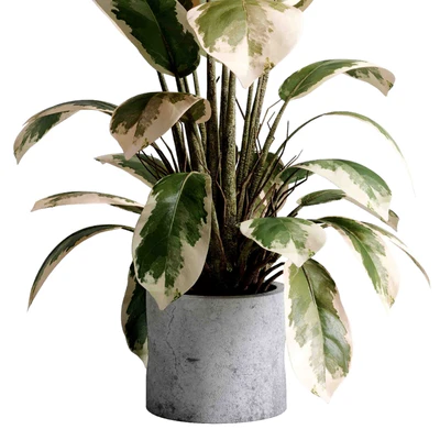 Benjamin Plant - indoor plant set 495 concrete old vase — Ver 3