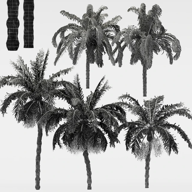 5diffrent tree-Date Palm-Queen Palm — Скачать