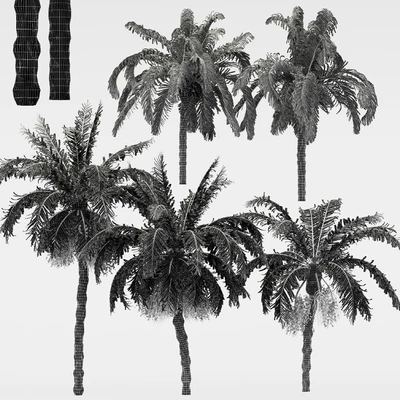 5diffrent tree-Date Palm-Queen Palm — Вид 3