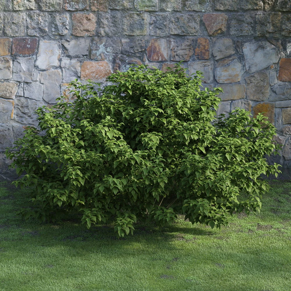 plants and bushes 046 — Descargar