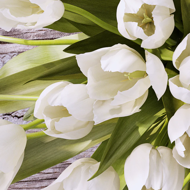 Tulips 3 — Скачать