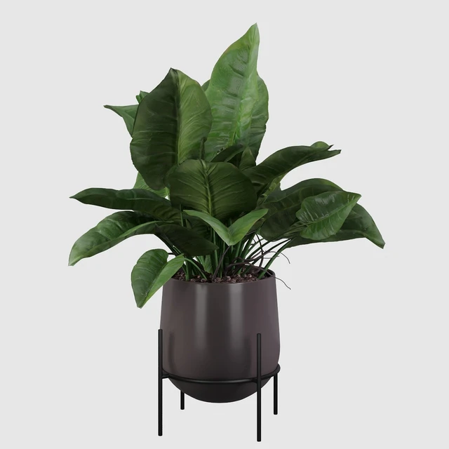 Philodendron imperial green — Скачать