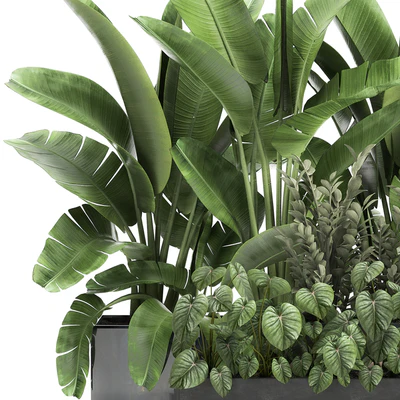 Collection of plants in potted flower beds with Thickets, Strelitzia, banana, Zamiokulkas, Philodendron, jungle. Set 914. — Ver 4