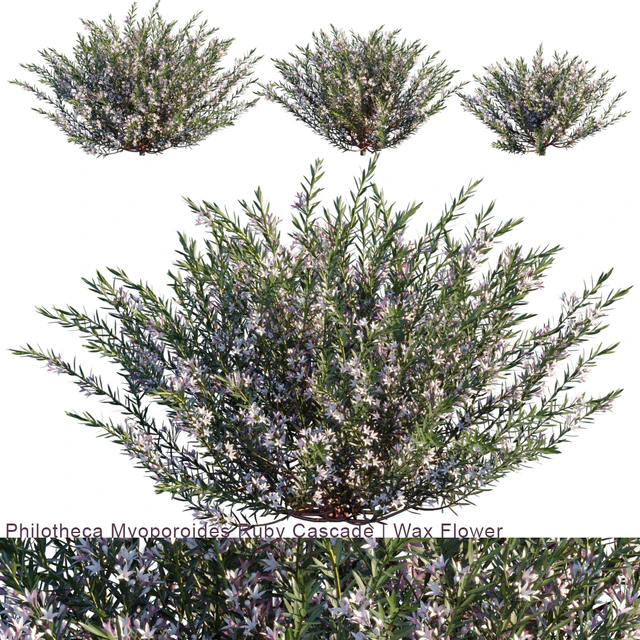 Philotheca Myoporoides Ruby Cascade | Wax Flower # 2 — Descargar