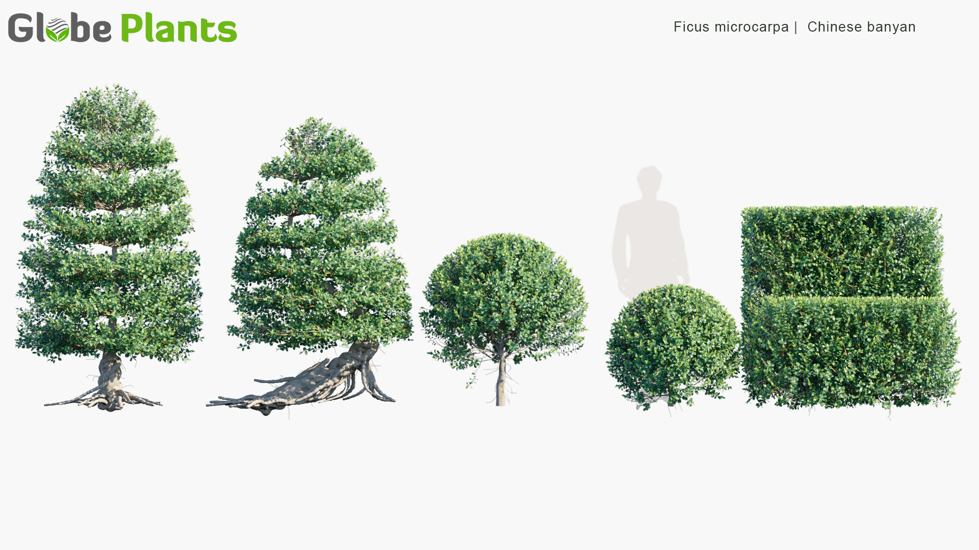 ficus microcarpa — Скачать