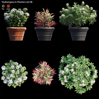 Hydrangea in planters set 08 — Ver 4