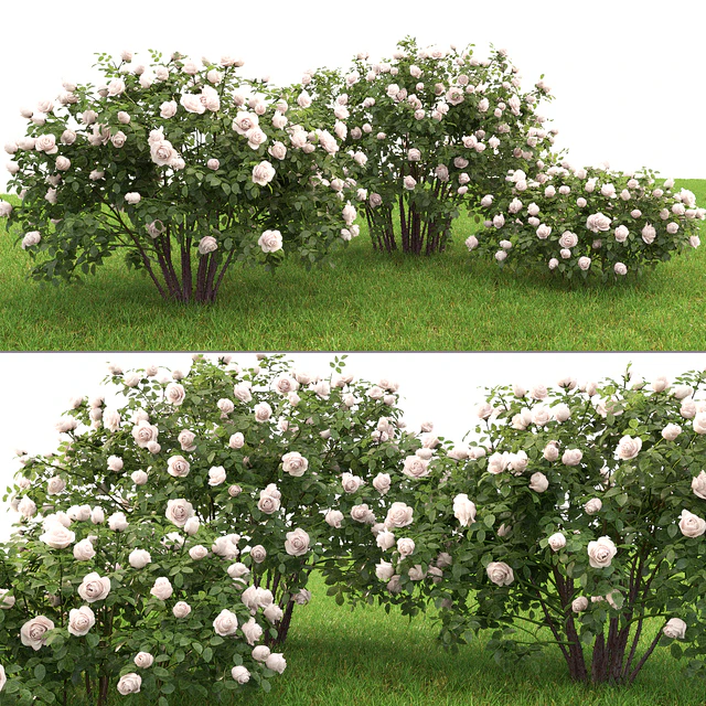 Rose — Descargar