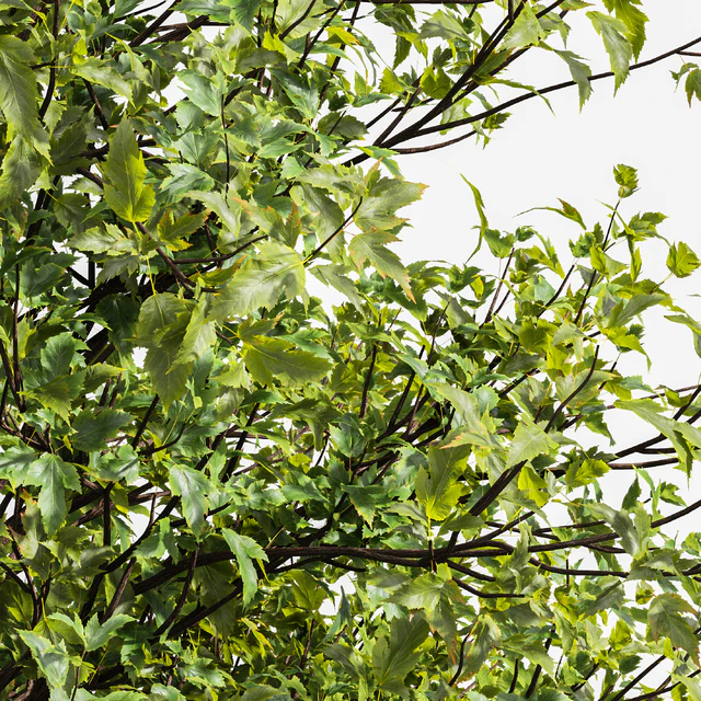 Acer Buergerianum and Ash Maple Tree — Descargar