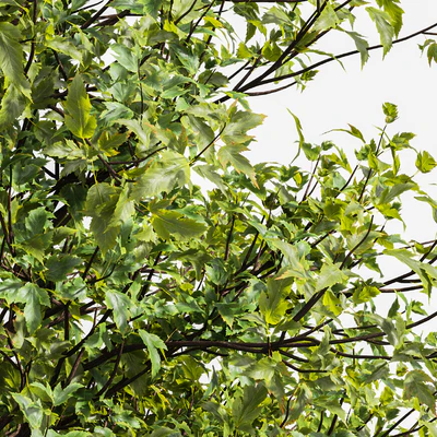 Acer Buergerianum and Ash Maple Tree — Ver 6