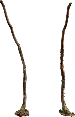 dead birch tree 001 — Descargar