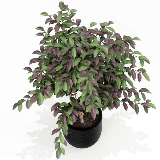 Plants collection 163 — Descargar