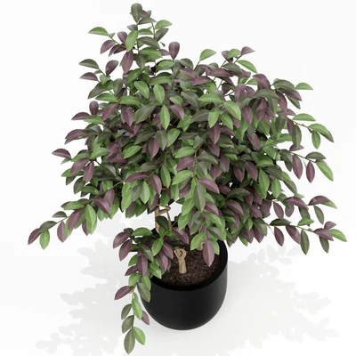Plants collection 163 — Ver 2
