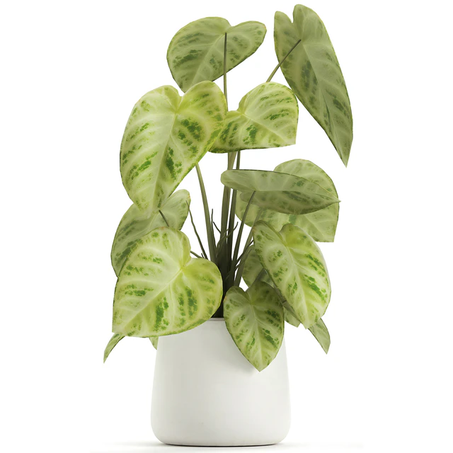 Exotic small flower Anthurium crystal in a white pot flowerbed, Philodendron. Set 890. — Descargar
