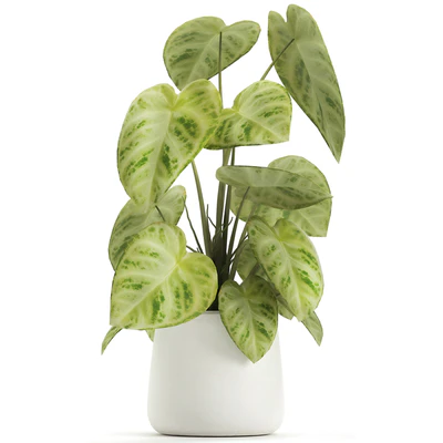 Exotic small flower Anthurium crystal in a white pot flowerbed, Philodendron. Set 890. — Ver 5