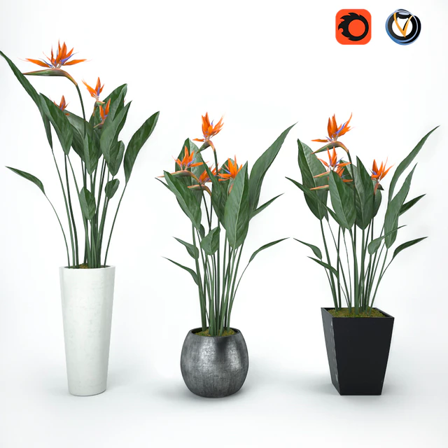 Strelitzia — Descargar