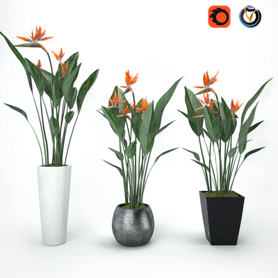 Strelitzia — Descargar