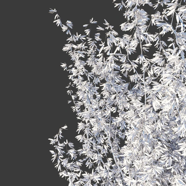Forsythia Medium / Forsythia intermedia — Descargar