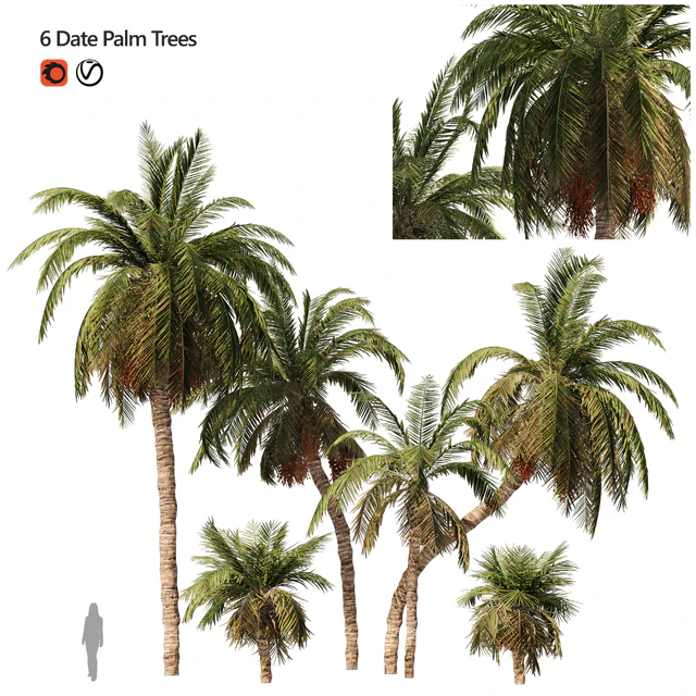 6 Arbian Date Palm Trees — Descargar