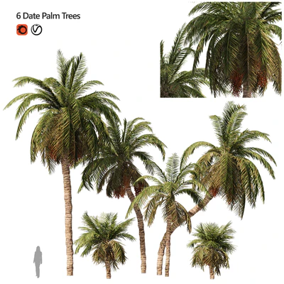 6 Arbian Date Palm Trees — Ver 1