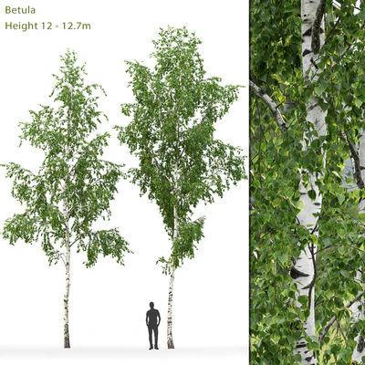Birch — Ver 1