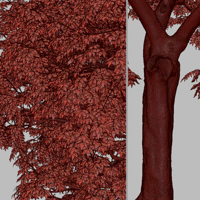 Set of Butternut Tree ( Juglans cinerea ) ( 2 Trees ) — Вид 6