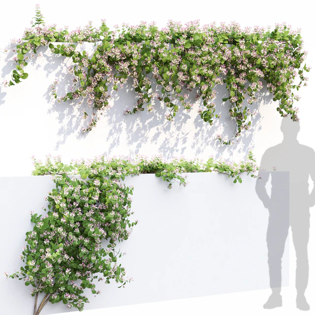 Lonicera flowering # 1 — Descargar