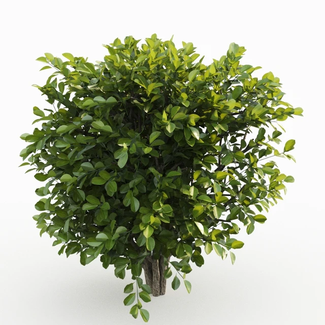 Cherry laurel — Descargar
