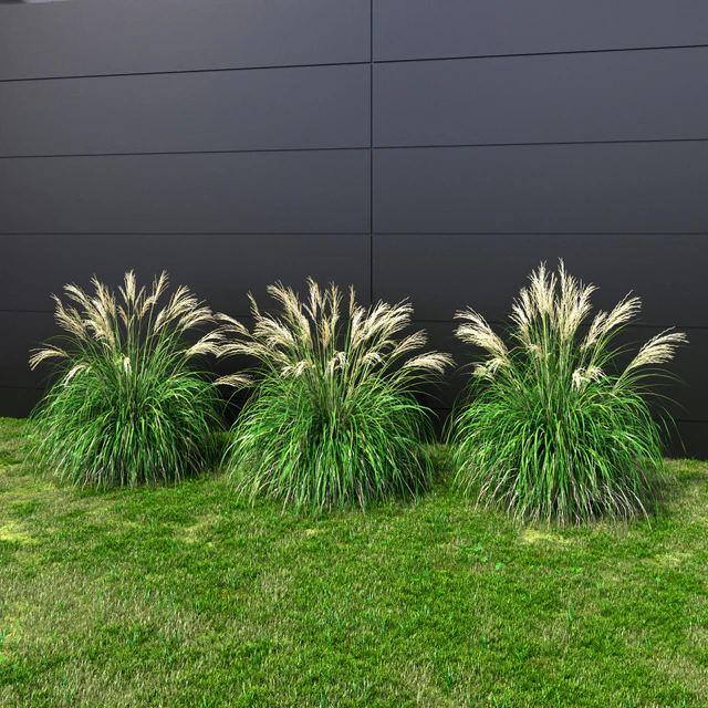 Ornamental grass Miscanthus small — Descargar