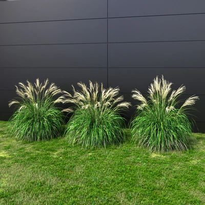 Ornamental grass Miscanthus small — Ver 3