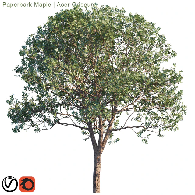 Paperbark Maple | Acer Griseum # 2 — Descargar
