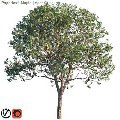 Paperbark Maple | Acer Griseum # 2 — Ver 2