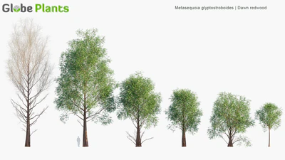 metasequoia glyptostroboides — download