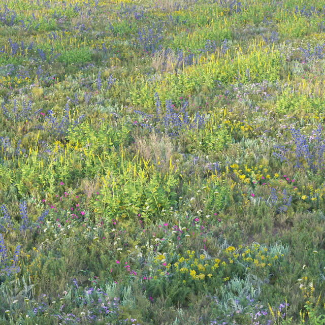 Blooming meadow grass 2 — Descargar