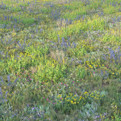 Blooming meadow grass 2 — Ver 6