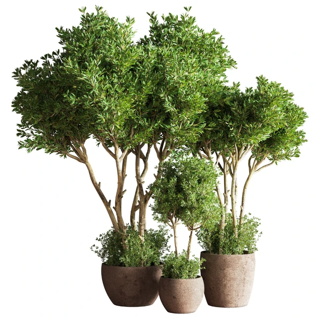 Indoor Plant Set 50 — Descargar